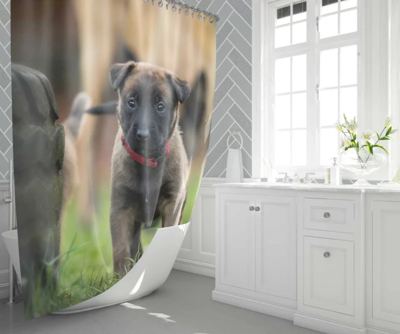 Belgian Shepherd Puppy Innocence Baby Charm Shower Curtain 1