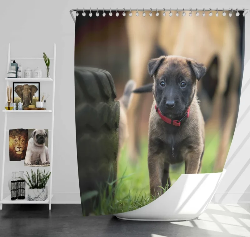 Belgian Shepherd Puppy Innocence Baby Charm Shower Curtain