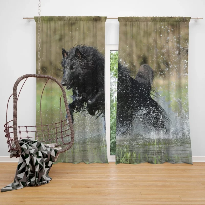 Belgian Shepherd Splash of Playfulness Curtain