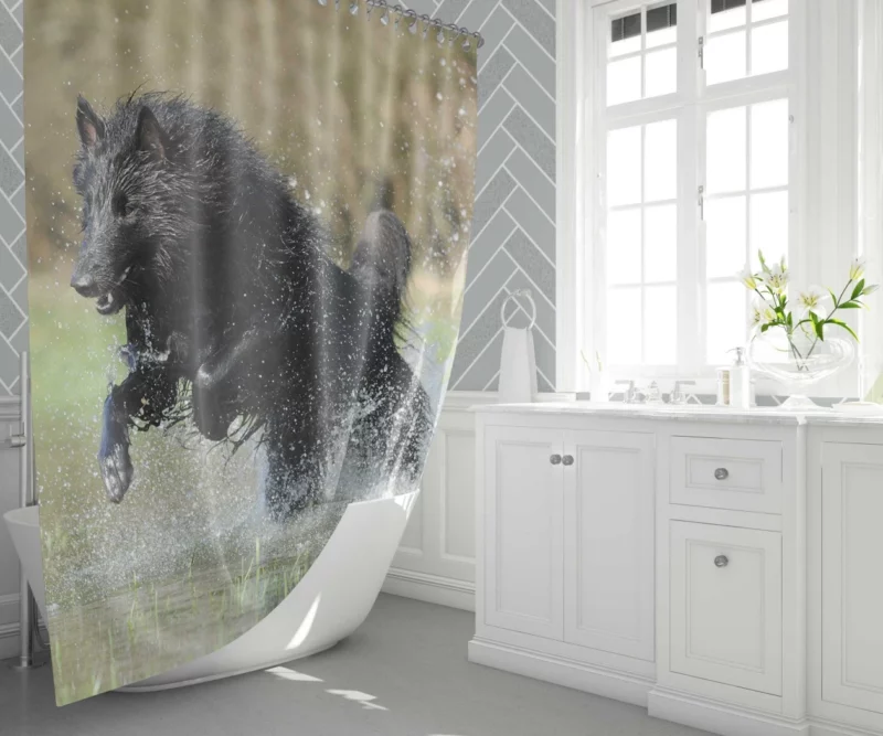 Belgian Shepherd Splash of Playfulness Shower Curtain 1