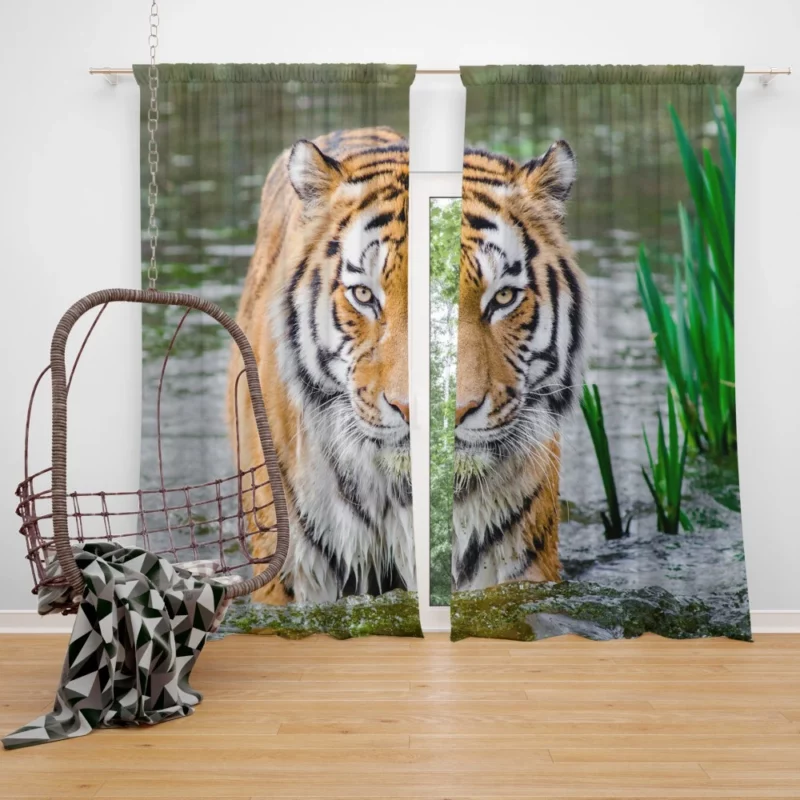 Bengal Tiger Stripes of the Jungle Curtain