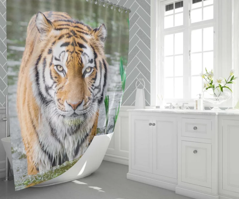 Bengal Tiger Stripes of the Jungle Shower Curtain 1