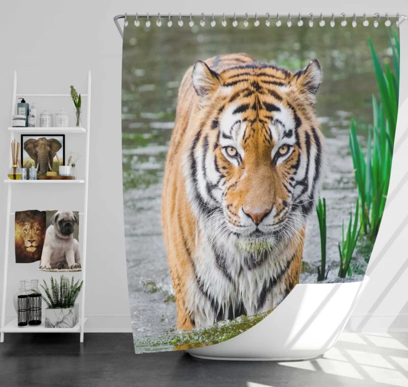 Bengal Tiger Stripes of the Jungle Shower Curtain