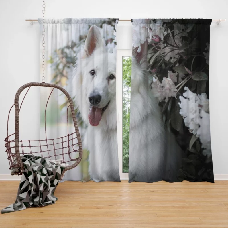 Berger Blanc Suisse in Depth Curtain