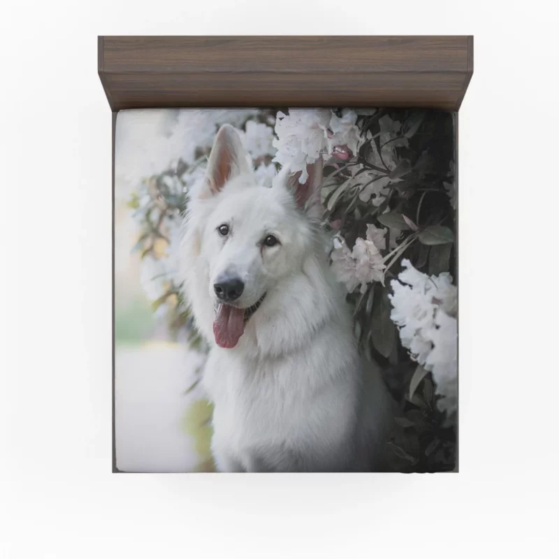 Berger Blanc Suisse in Depth Fitted Sheet 1