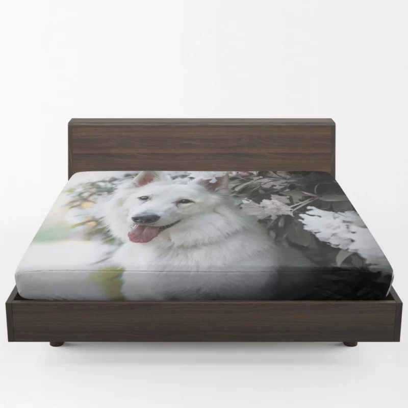 Berger Blanc Suisse in Depth Fitted Sheet