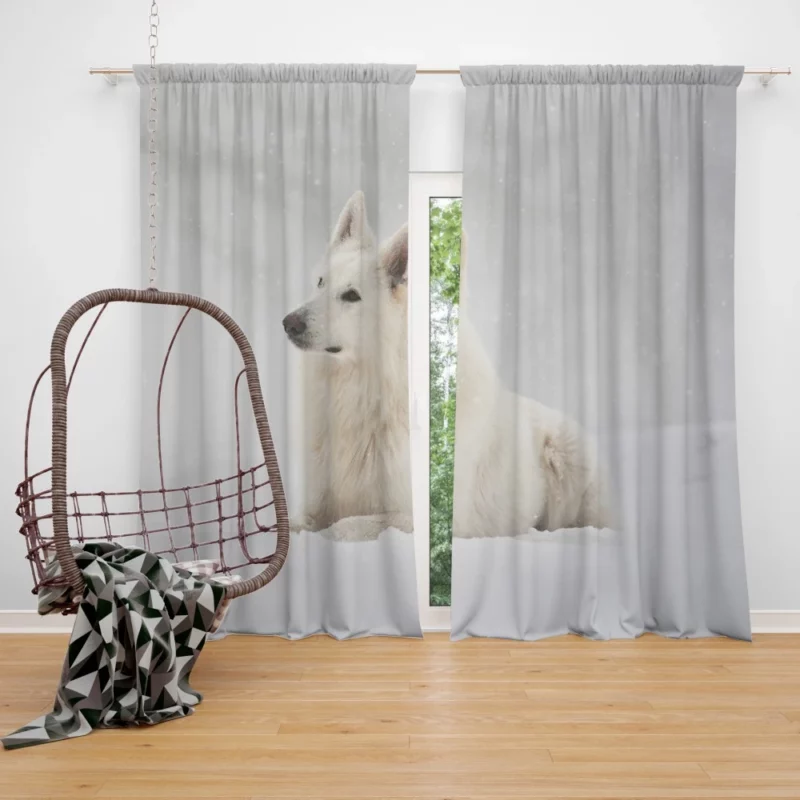 Berger Blanc Suisse in Snowfall Grace Curtain