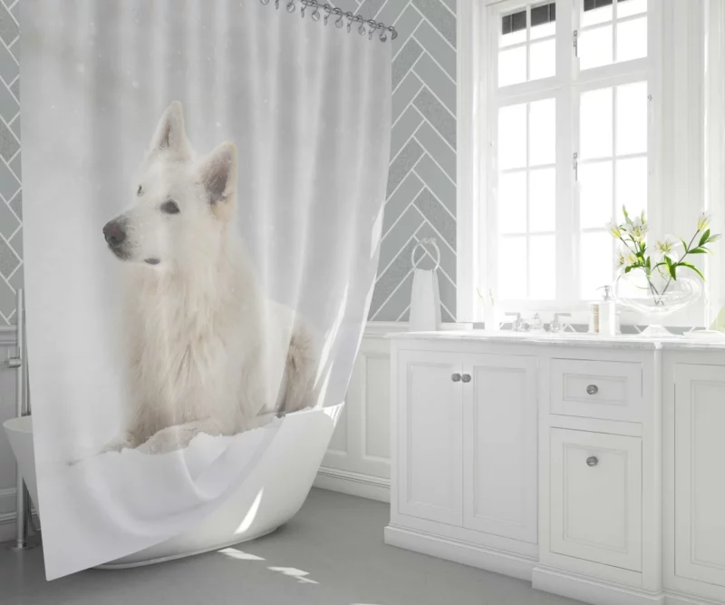 Berger Blanc Suisse in Snowfall Grace Shower Curtain 1