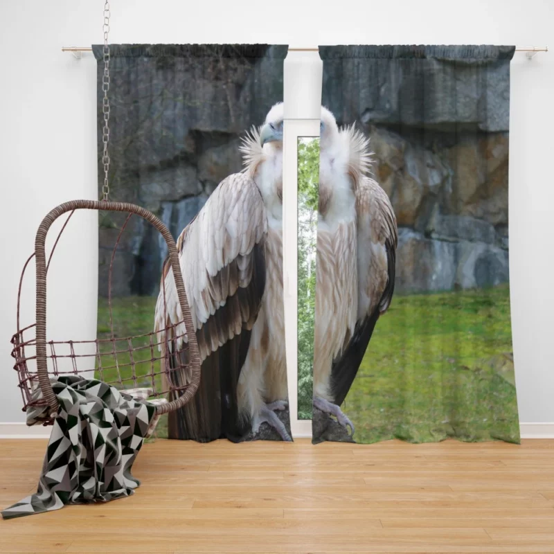 Berlin Zoo Vulture Captive Elegance Curtain