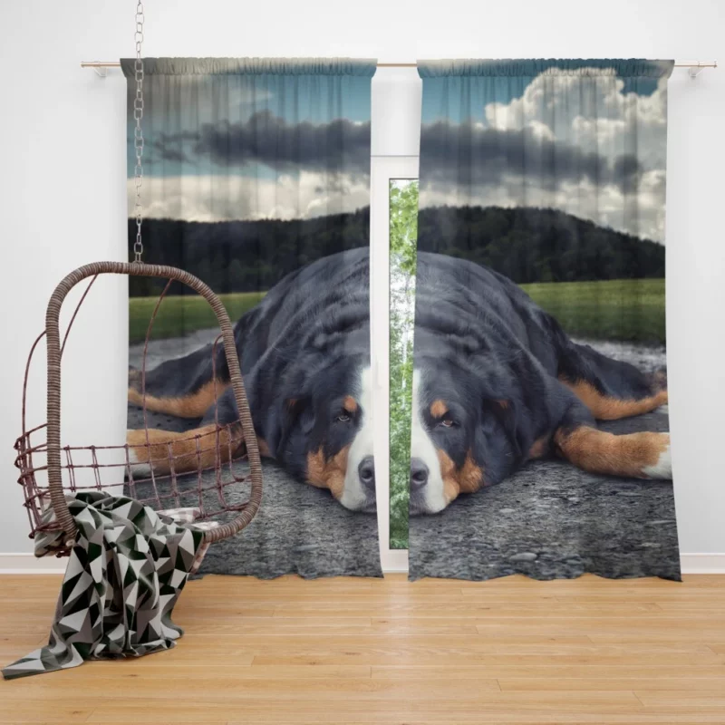 Bernese Mountain Dog Bathtub Bliss Curtain