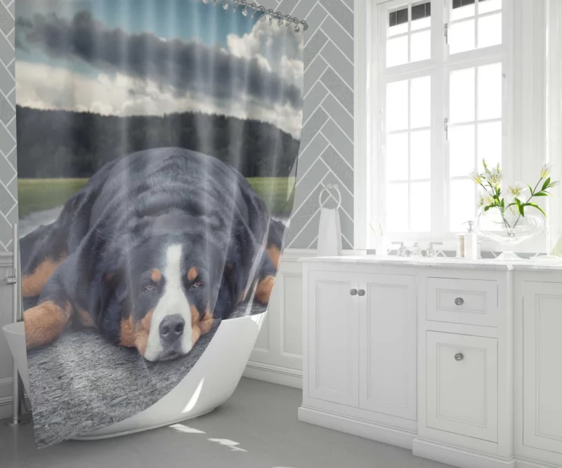 Bernese Mountain Dog Bathtub Bliss Shower Curtain 1