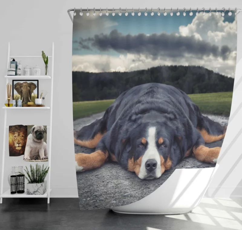 Bernese Mountain Dog Bathtub Bliss Shower Curtain