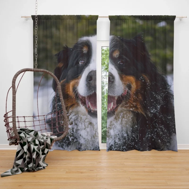 Bernese Mountain Dog Furry Elegance Curtain