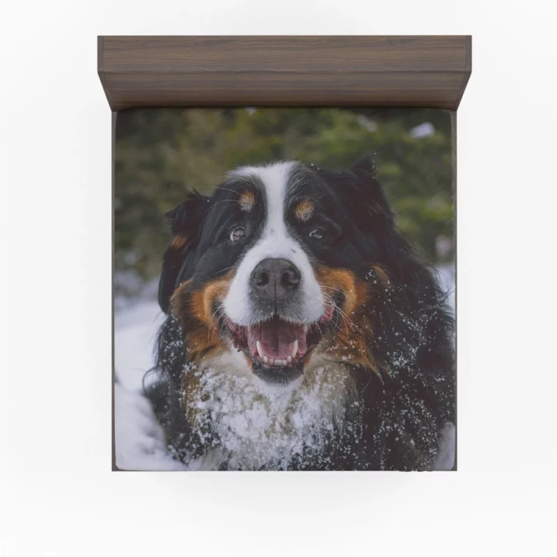 Bernese Mountain Dog Furry Elegance Fitted Sheet 1