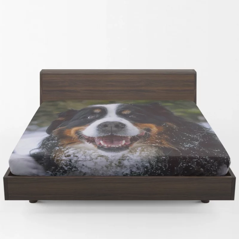 Bernese Mountain Dog Furry Elegance Fitted Sheet