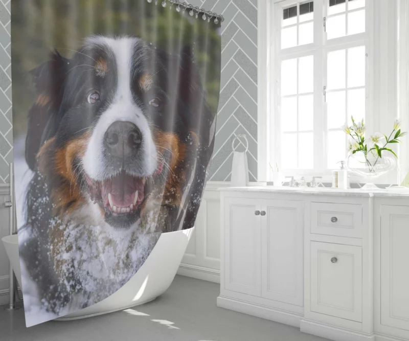 Bernese Mountain Dog Furry Elegance Shower Curtain 1