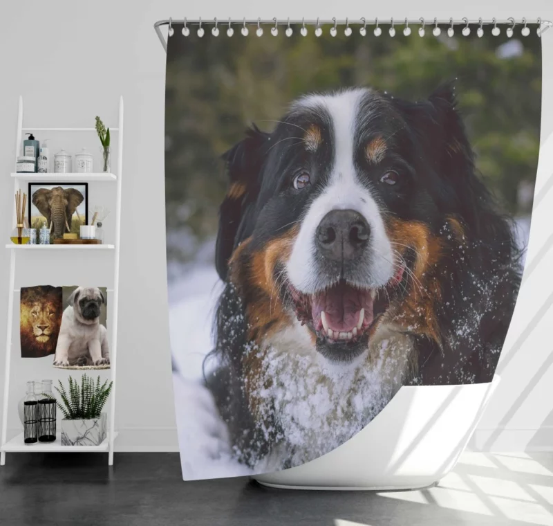 Bernese Mountain Dog Furry Elegance Shower Curtain