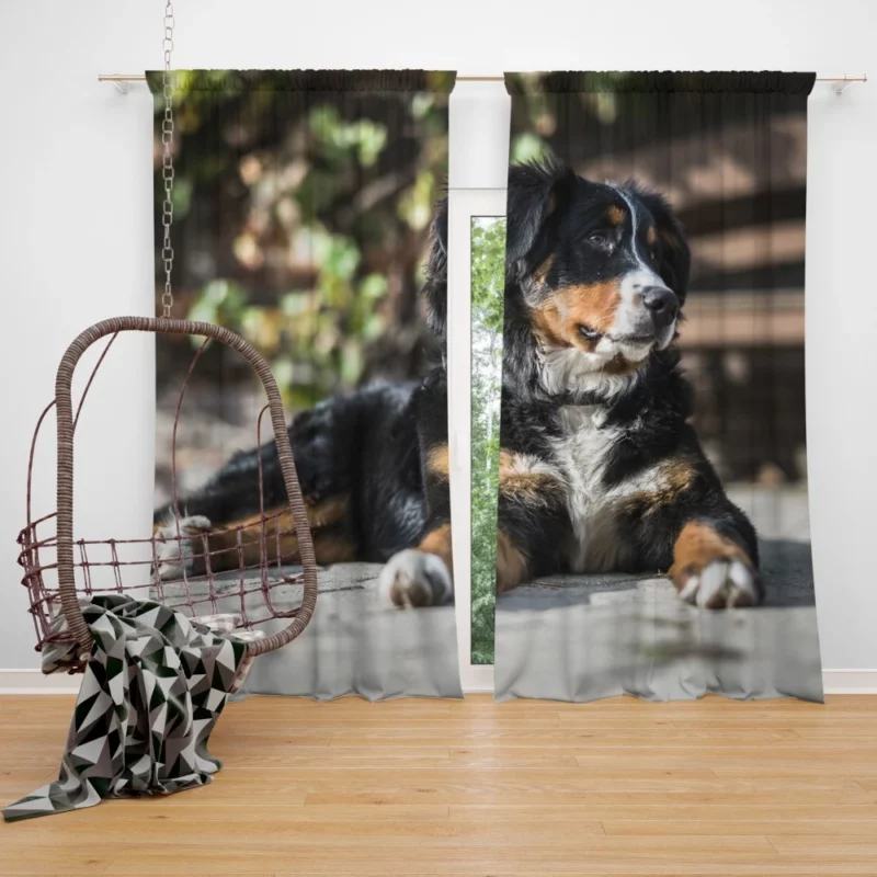 Bernese Mountain Dog Furry Joy Curtain