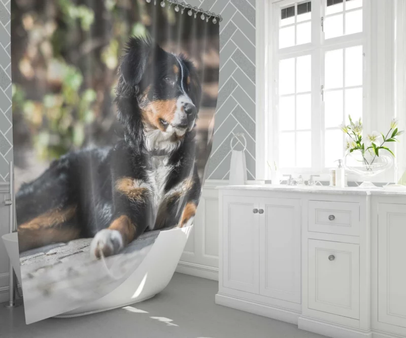 Bernese Mountain Dog Furry Joy Shower Curtain 1