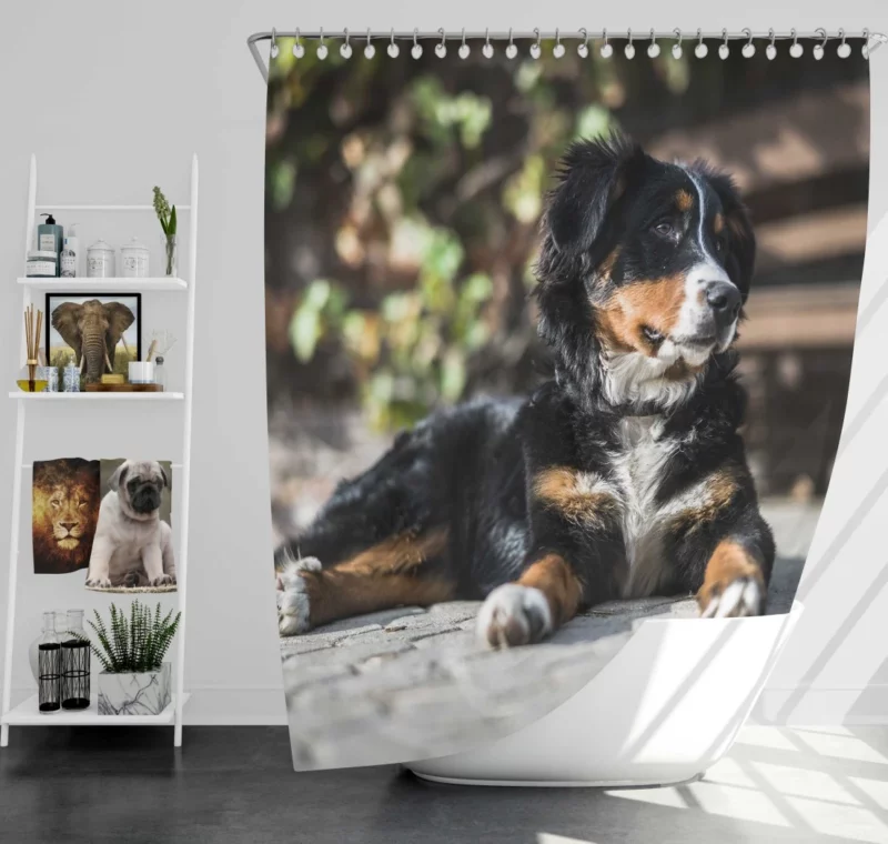 Bernese Mountain Dog Furry Joy Shower Curtain