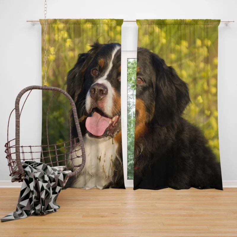 Bernese Mountain Dog Loyal Companion Curtain