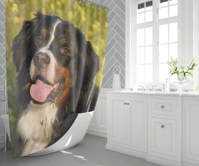 Bernese Mountain Dog Loyal Companion Shower Curtain 1