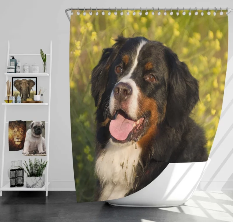 Bernese Mountain Dog Loyal Companion Shower Curtain