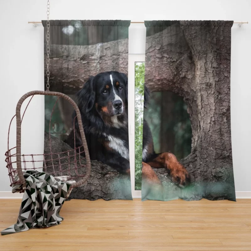 Bernese Mountain Dog Majestic Aura Curtain