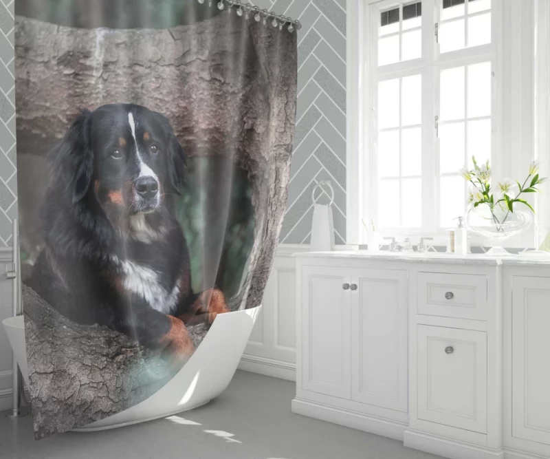 Bernese Mountain Dog Majestic Aura Shower Curtain 1