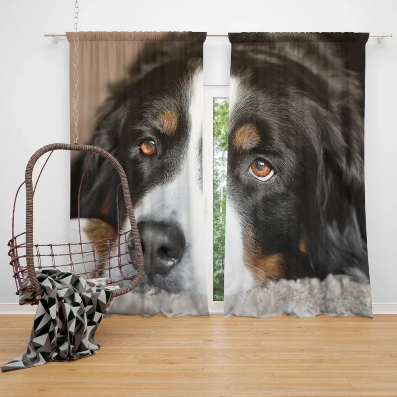 Bernese Mountain Dog Majestic Essence Curtain