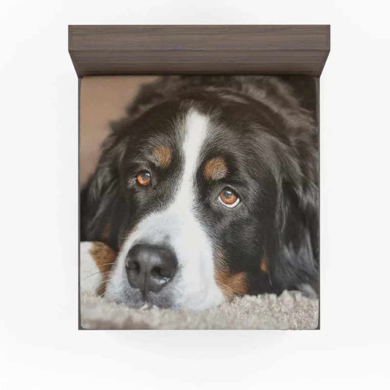 Bernese Mountain Dog Majestic Essence Fitted Sheet 1