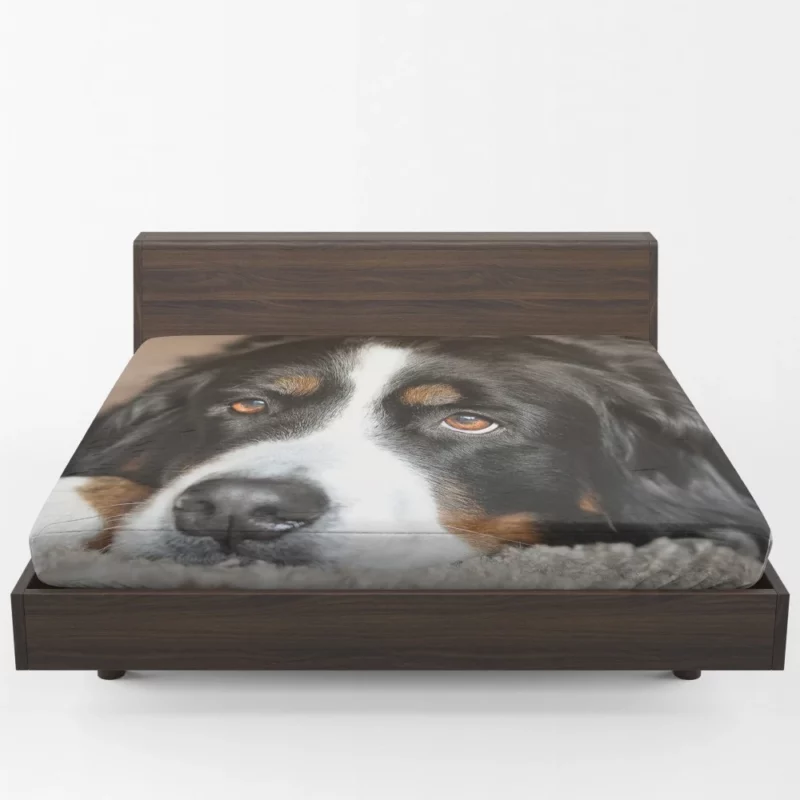 Bernese Mountain Dog Majestic Essence Fitted Sheet