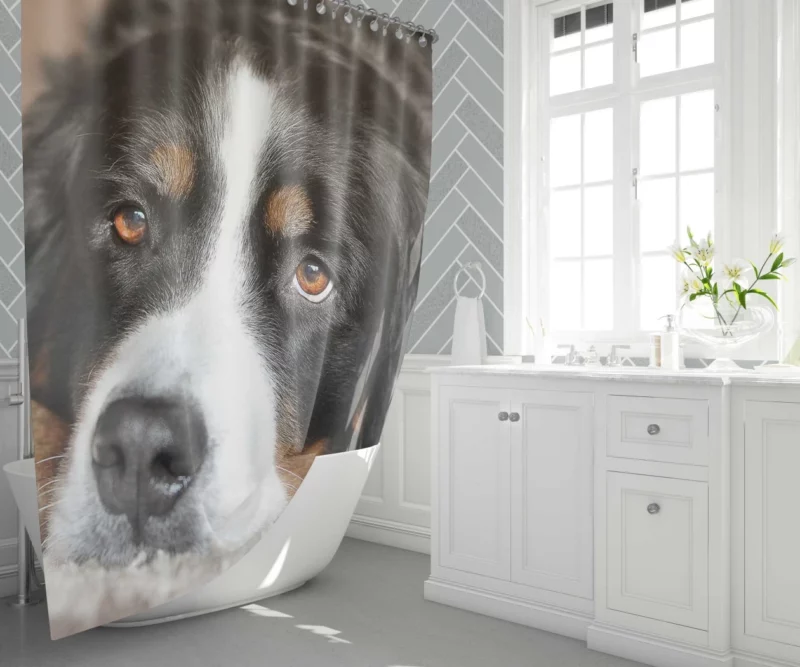 Bernese Mountain Dog Majestic Essence Shower Curtain 1