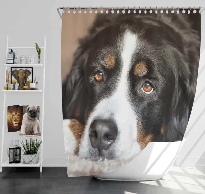 Bernese Mountain Dog Majestic Essence Shower Curtain