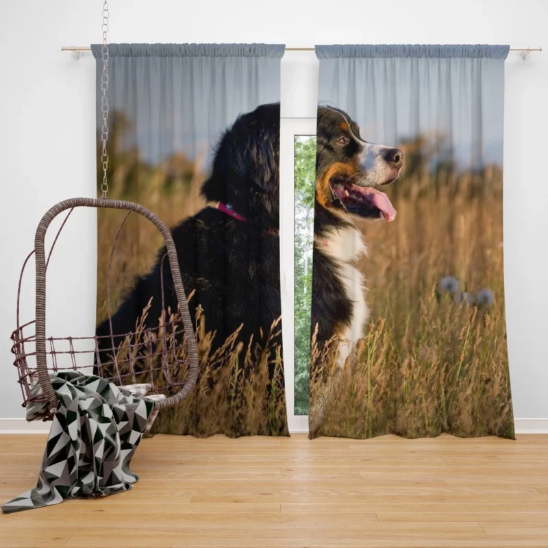 Bernese Mountain Dog Majestic Stance Curtain