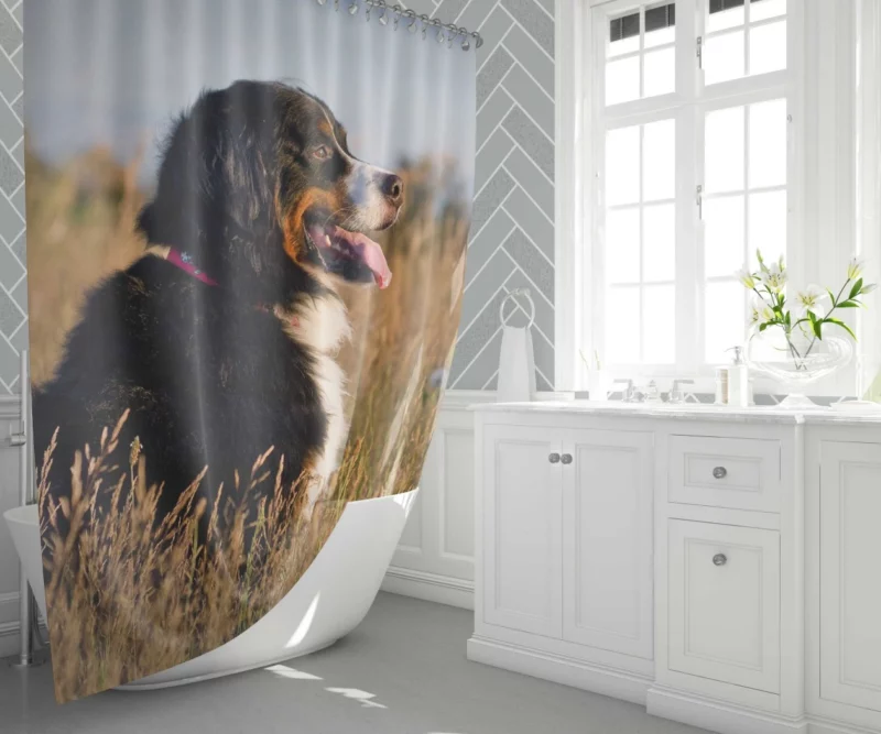 Bernese Mountain Dog Majestic Stance Shower Curtain 1