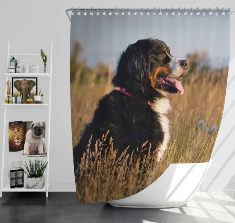 Bernese Mountain Dog Majestic Stance Shower Curtain