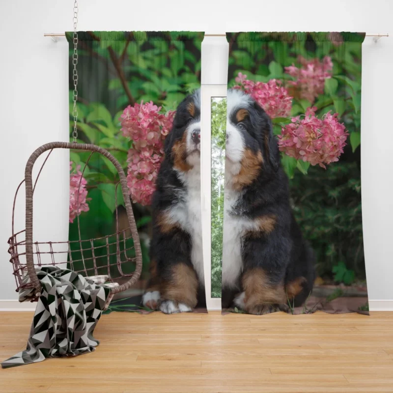 Bernese Mountain Dog Puppy Wholesome Charm Curtain