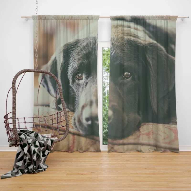 Black Labrador Expressive Face Furry Charm Curtain