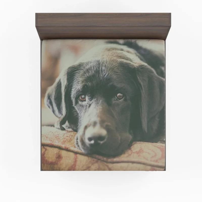 Black Labrador Expressive Face Furry Charm Fitted Sheet 1