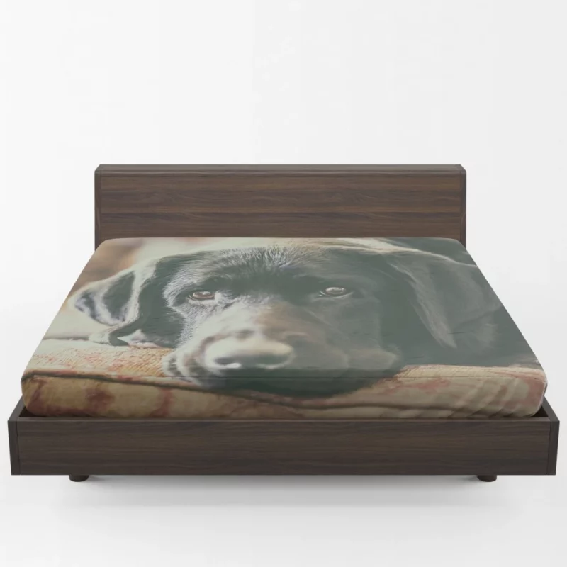 Black Labrador Expressive Face Furry Charm Fitted Sheet