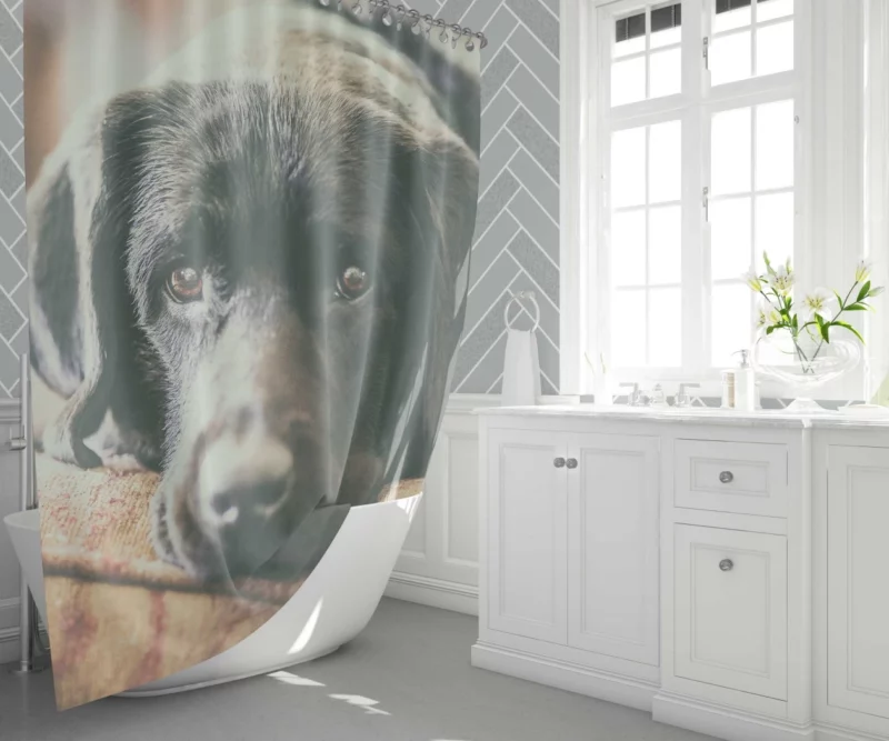 Black Labrador Expressive Face Furry Charm Shower Curtain 1