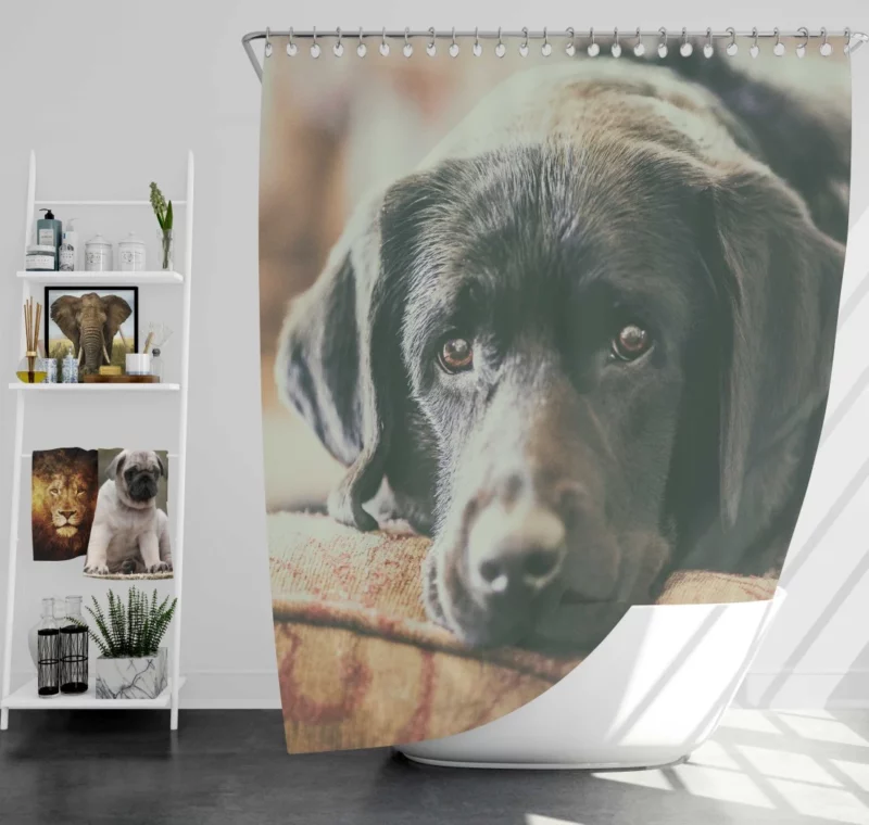 Black Labrador Expressive Face Furry Charm Shower Curtain