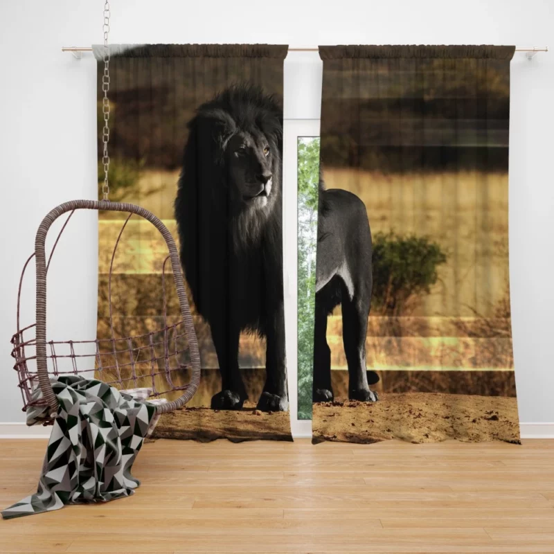 Black Lion Mystery Untamed Beauty Curtain