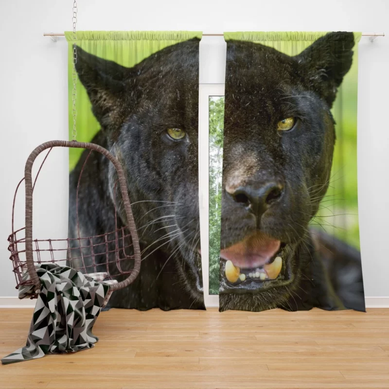 Black Panther Enigmatic Gaze Stealth Curtain