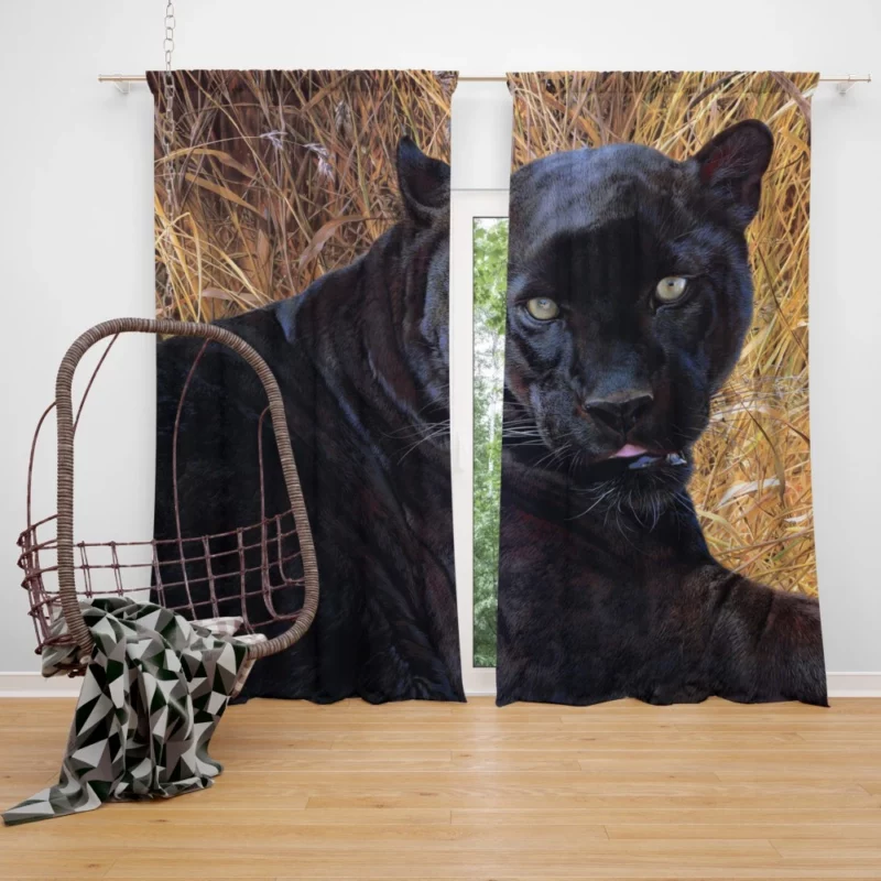 Black Panther Exotic  Majesty Curtain