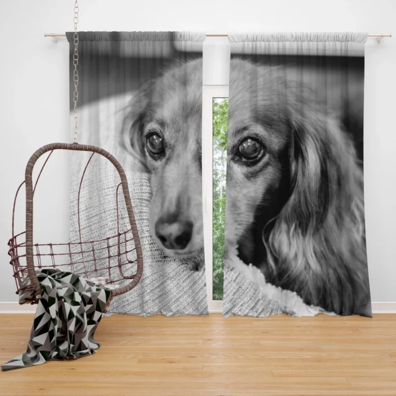 Black & White Dog Mysterious Charm Curtain