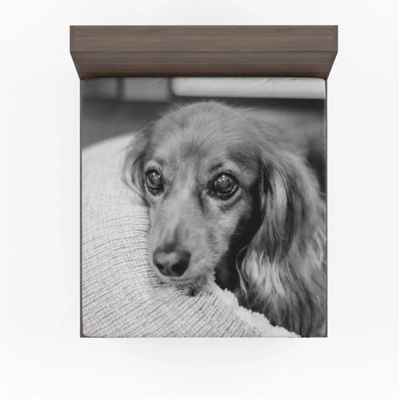 Black & White Dog Mysterious Charm Fitted Sheet 1