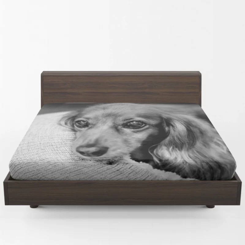 Black & White Dog Mysterious Charm Fitted Sheet