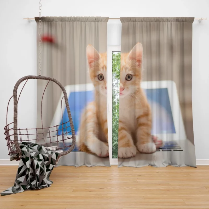 Black & White Kitten Enigmatic Beauty Curtain